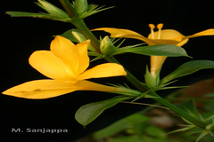 Barleria prionitis